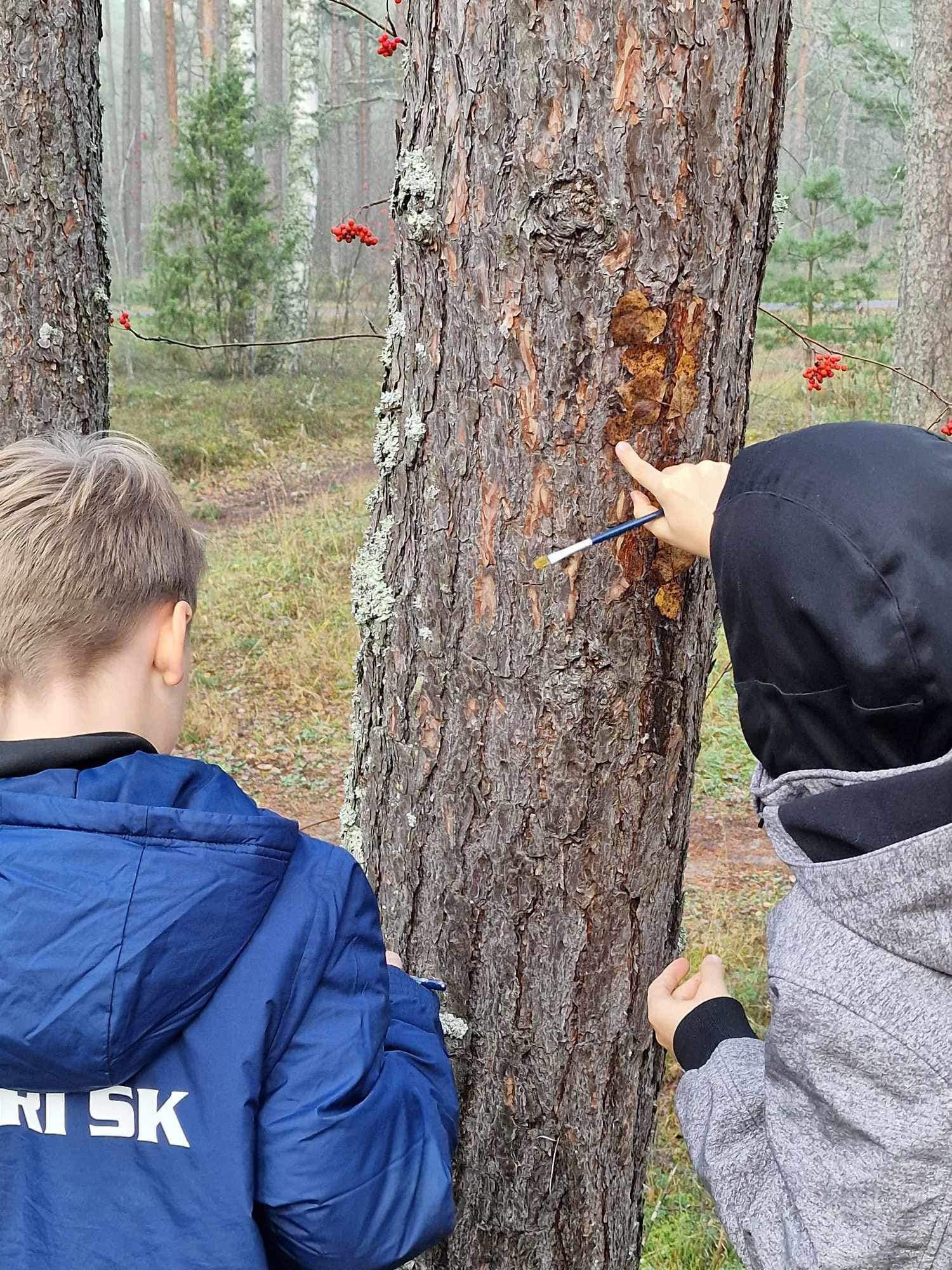 Foto kirjeldus ei ole saadaval.